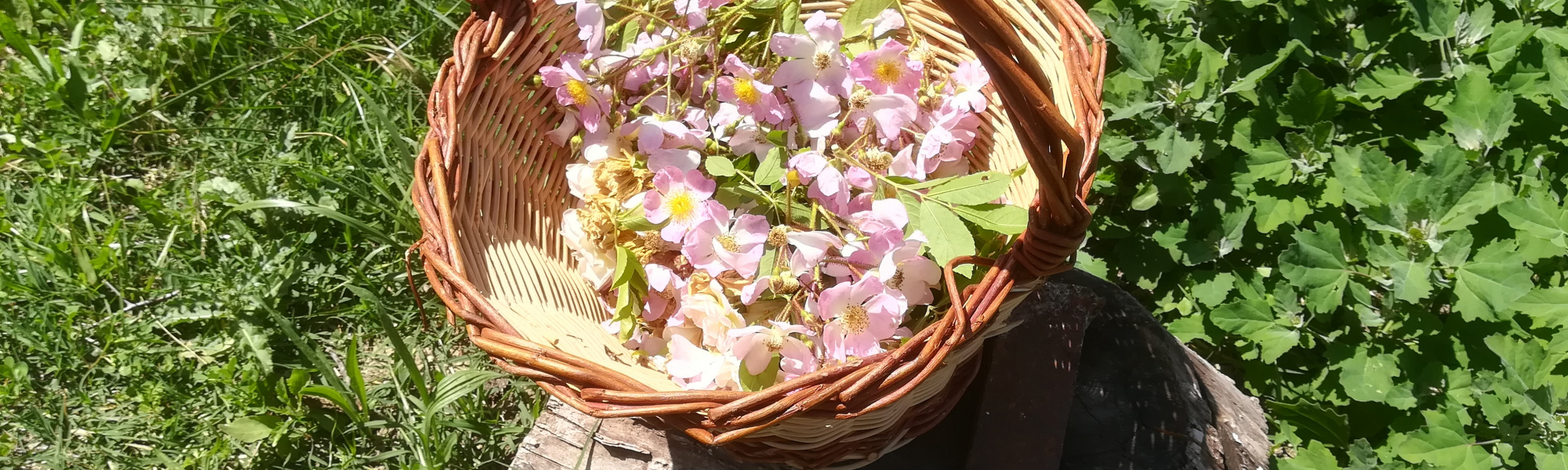 Connaissance des plantes et astuces hivernales