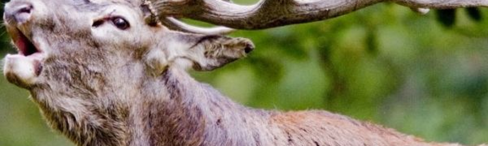 Soirée découverte nature : bois ou cornes ?