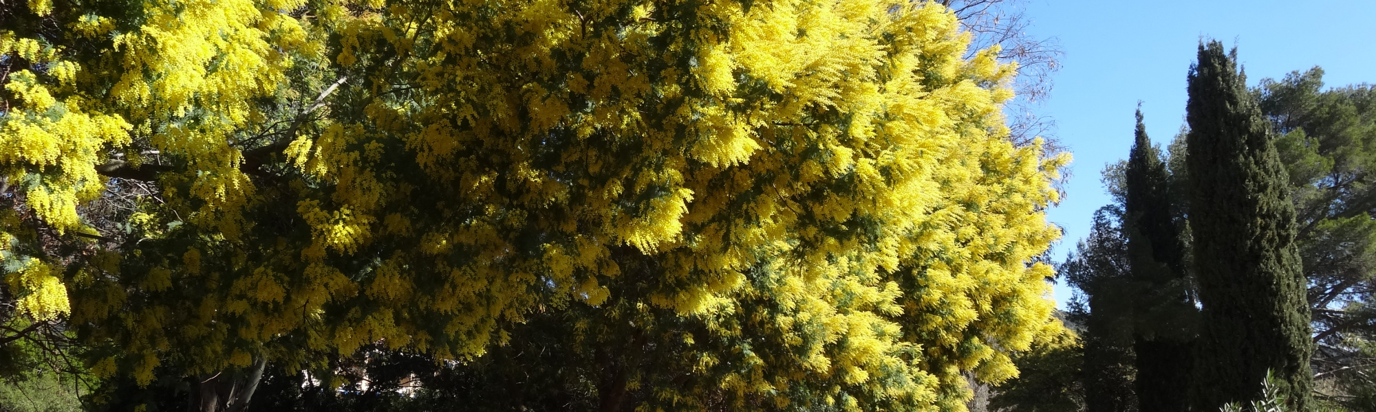 Fleurs d'hiver : mimosas et autres plantes remarquables - Balade accompagnée